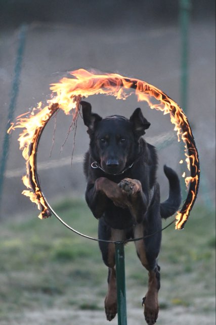  domainedelalicorne.fr photo chien beauceron photo chiot beauceron Elevage de beauceron chiot beauceron pure race élevage du clos de la licorne elevage des gardiens de la licorne elevage beauceron noir et feu authentique gros gabarits élevage de Beauceron familial sérieux et qualité domainedelalicorne.fr suivi des chiots conseil d’éducation chiot propre bas rouge santé caractère spécialiste du beauceron noir et feu ou arlequin chien rustique berger de France  nos chiots sont élevés avec amour et attention notre passion au service de la qualité Beauceron de qualité et sportif domaine de la licorne 04380 BARRAS élevage en liberté éleveur berger de beauce élevage de beauceron de travail 06 11 20 51 93 site domainedelalicorne.fr mail domainedelalicorne@gmail.com